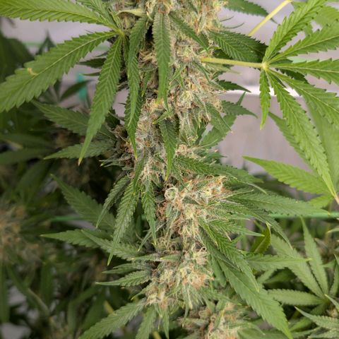 Citrus Fuel (Semi) Automatic growlog timeline photo