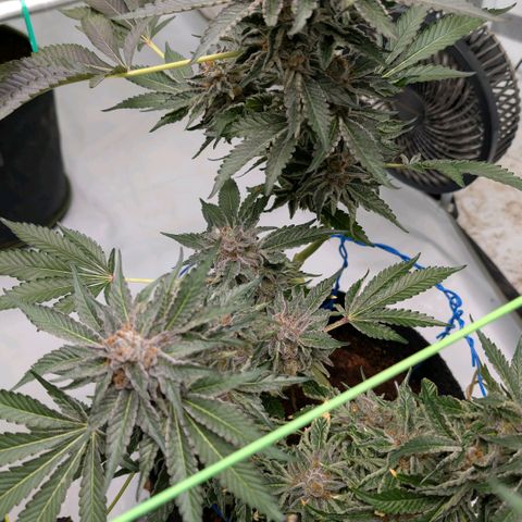 Cherry Bacio  growlog timeline photo