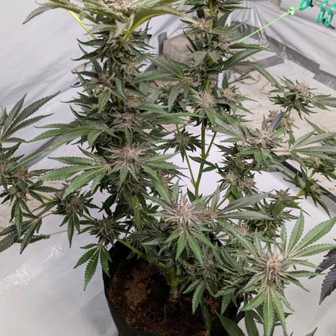 Cherry Bacio  growlog timeline photo