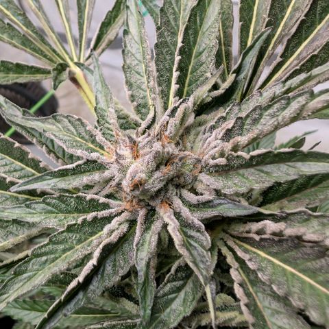 Cherry Bacio  growlog timeline photo