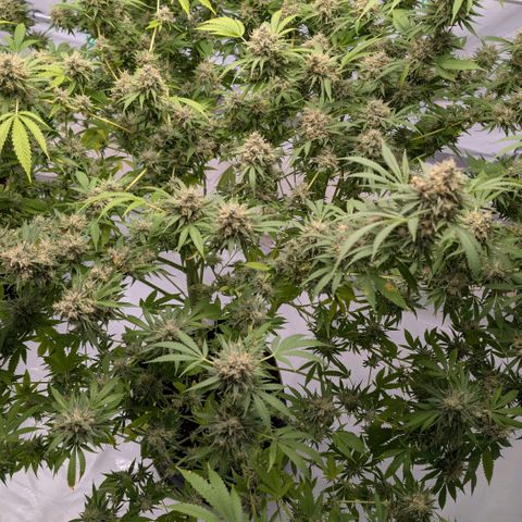 Citrus Fuel (Semi) Automatic growlog timeline photo