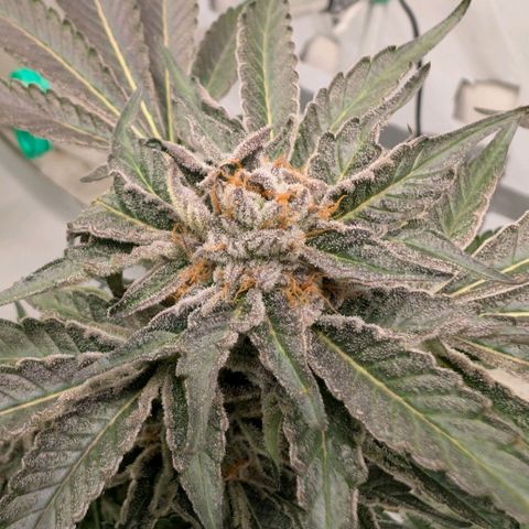 Cherry Bacio  growlog timeline photo