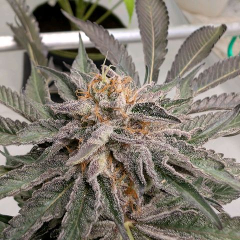Cherry Bacio  growlog timeline photo