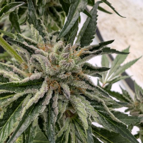 Cherry Bacio  growlog timeline photo