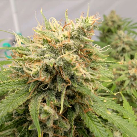 Citrus Fuel (Semi) Automatic growlog timeline photo