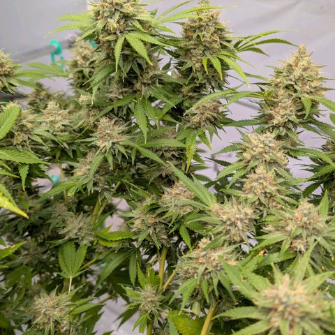 Citrus Fuel (Semi) Automatic growlog timeline photo