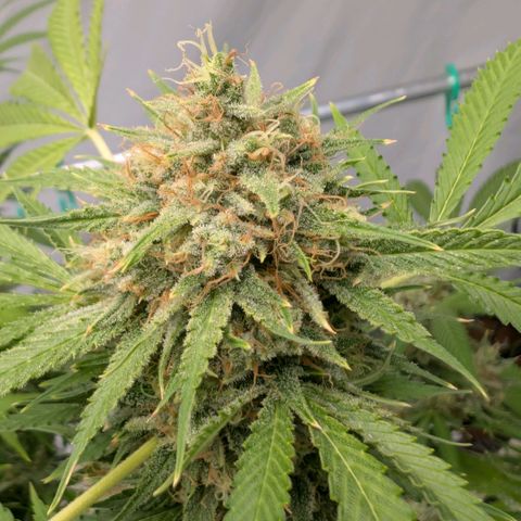 Citrus Fuel (Semi) Automatic growlog timeline photo