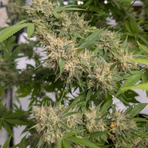 Citrus Fuel (Semi) Automatic growlog timeline photo