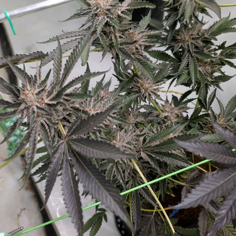 Cherry Bacio  growlog timeline photo