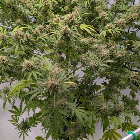 Citrus Fuel (Semi) Automatic growlog timeline photo