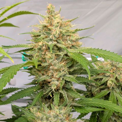 Citrus Fuel (Semi) Automatic growlog timeline photo