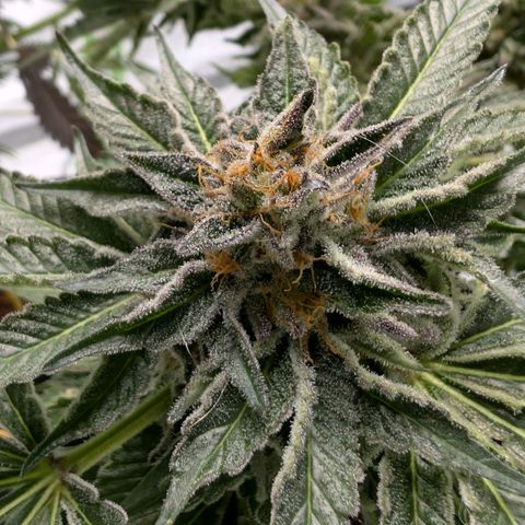 Cherry Bacio  growlog timeline photo