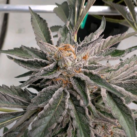 Cherry Bacio  growlog timeline photo