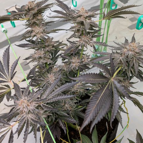 Cherry Bacio  growlog timeline photo