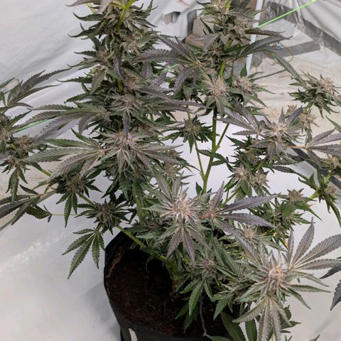 Cherry Bacio  growlog timeline photo