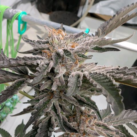 Cherry Bacio  growlog timeline photo