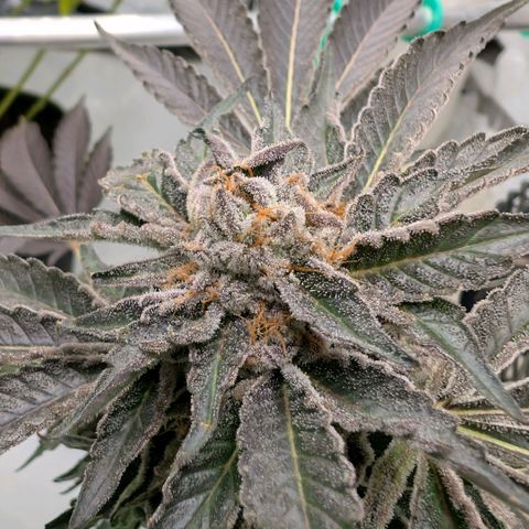 Cherry Bacio  growlog timeline photo