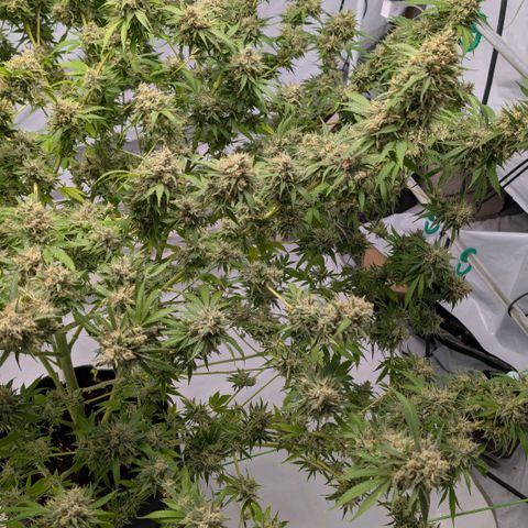 Citrus Fuel (Semi) Automatic growlog timeline photo