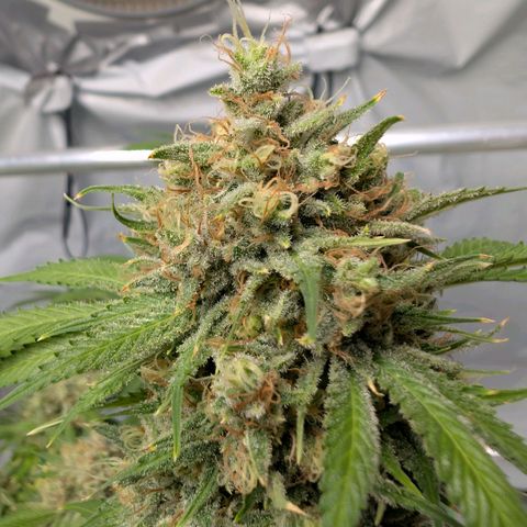 Citrus Fuel (Semi) Automatic growlog timeline photo