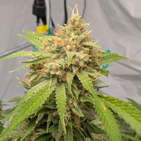 Citrus Fuel (Semi) Automatic growlog timeline photo