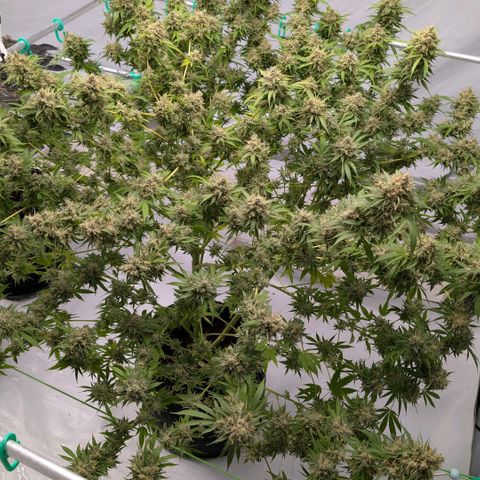 Citrus Fuel (Semi) Automatic growlog timeline photo