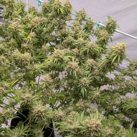 Citrus Fuel (Semi) Automatic growlog timeline photo