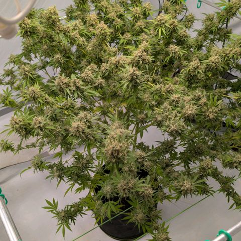 Citrus Fuel (Semi) Automatic growlog timeline photo