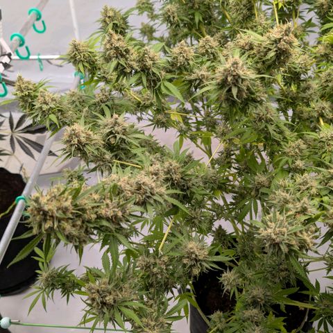 Citrus Fuel (Semi) Automatic growlog timeline photo