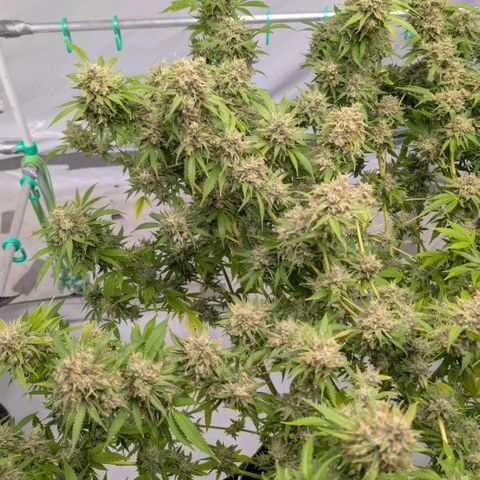 Citrus Fuel (Semi) Automatic growlog timeline photo