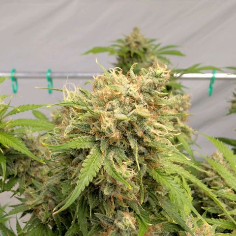 Citrus Fuel (Semi) Automatic growlog timeline photo