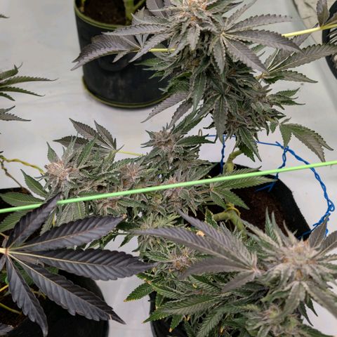 Cherry Bacio  growlog timeline photo