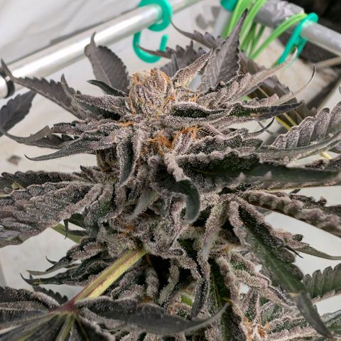 Cherry Bacio  growlog timeline photo