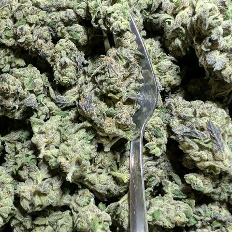 Blue Sunset  growlog timeline photo