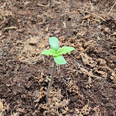 Frostbanger  #3 growlog timeline photo
