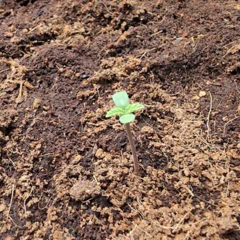 Frostbanger  #2 growlog timeline photo