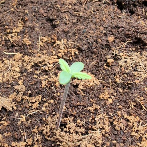 Frostbanger  #1 growlog timeline photo
