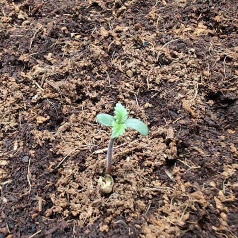 Strawberry Gorilla  #2 growlog timeline photo