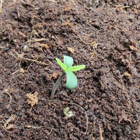 Strawberry Gorilla  #1 growlog timeline photo