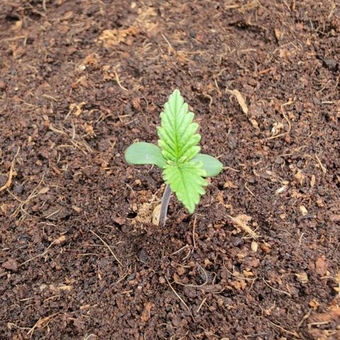 Strawberry Gorilla  #2 growlog timeline photo