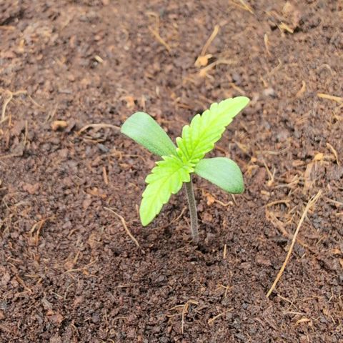 Strawberry Gorilla  #1 growlog timeline photo