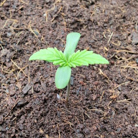 Strawberry Gorilla  #3 growlog timeline photo