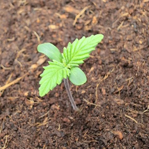 Frostbanger  #1 growlog timeline photo