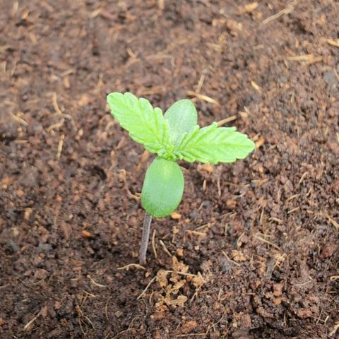 Frostbanger  #2 growlog timeline photo