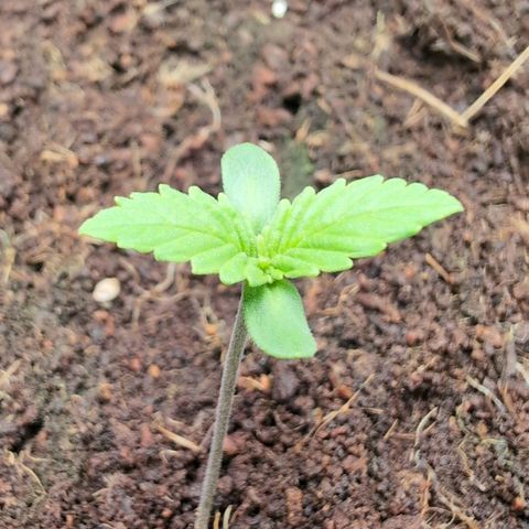 Frostbanger  #3 growlog timeline photo