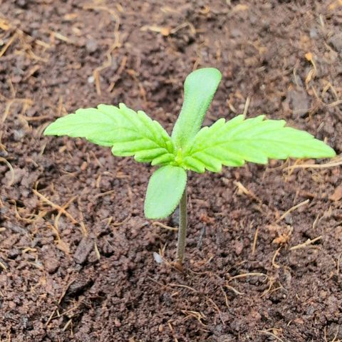 Strawberry Gorilla  #3 growlog timeline photo