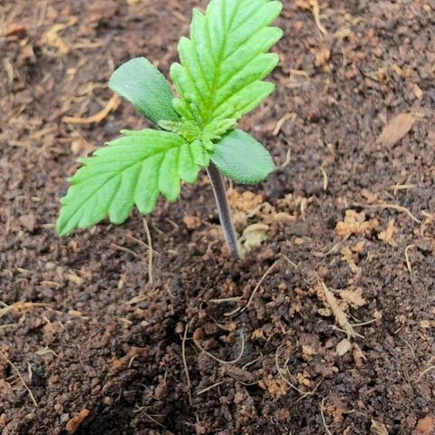 Strawberry Gorilla  #2 growlog timeline photo