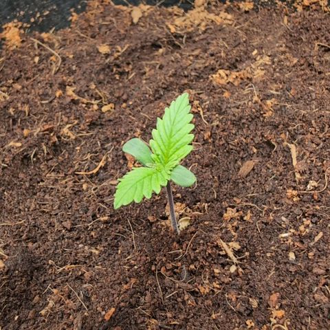 Strawberry Gorilla  #2 growlog timeline photo