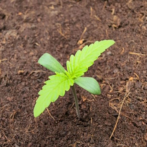 Strawberry Gorilla  #1 growlog timeline photo