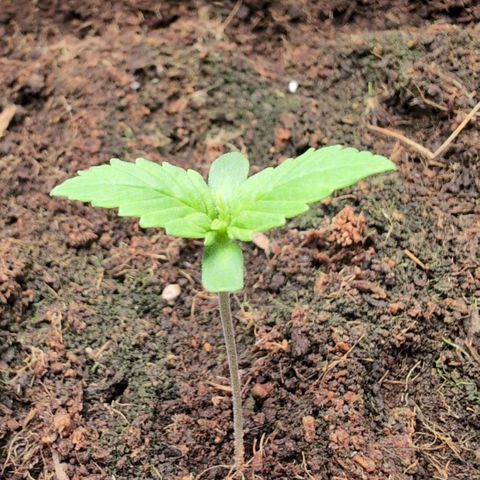 Frostbanger  #3 growlog timeline photo