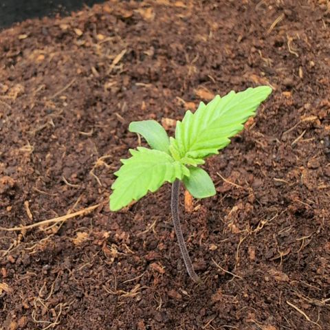 Frostbanger  #1 growlog timeline photo